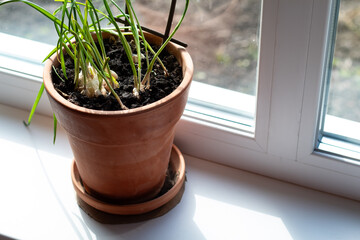 Garlic is grown on a windowsill in a clay pot.
Close-up view.