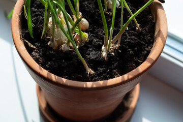Garlic is grown on a windowsill in a clay pot.
Close-up view.