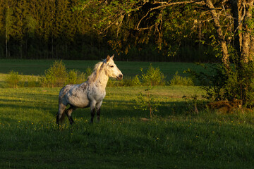 A small white pony standing on the edge of a grassland during a beautiful sunset on a summer evening in rural Estonia, Northern Europe