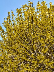 yellow autumn leaves