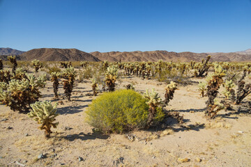 Cholla cactus garden at Joshua Tree National Park, CA