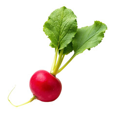 A fresh radish isolated on Transparent background.