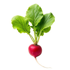 A fresh radish isolated on Transparent background.