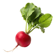 A fresh radish isolated on Transparent background.