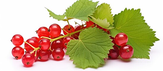 a bunch of red currants with green leaves on a white background . High quality