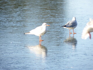 Mouettes sur un lac gelé