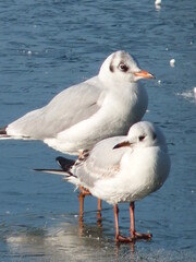 Mouettes sur un lac gelé