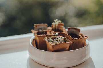 Miniature plants growing in carton boxes at home.