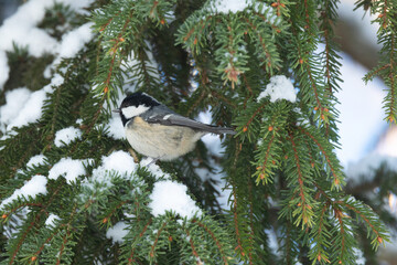 Closeup of a tiny Coal tit perched on a snowy branch and looking around in a Spruce forest in Estonia, Northern Europe	