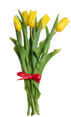 Yellow blooming tulip with green leaves on isolated background