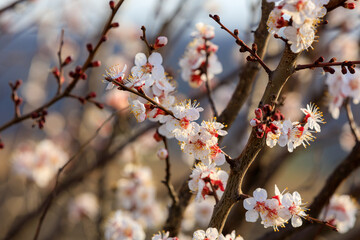 Flowers and flowering trees in early spring. Spring background with copy space