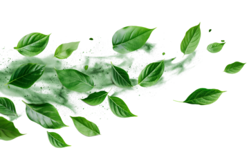 Soft green leaf drifting isolated on transparent background