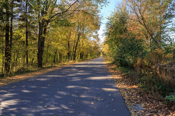 A road with trees on both sides and leaves on the ground