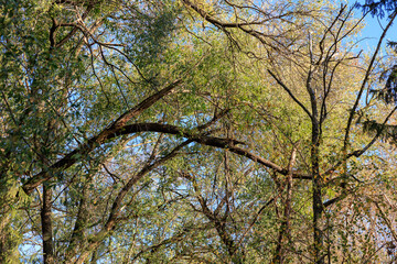 A tree with a branch that is bent over and has moss growing on it