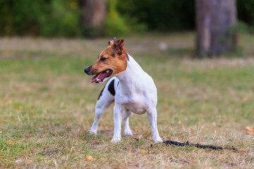 A cute Jack Russell Terrier dog walks in a clearing in the forest. Pet portrait with selective focus and copy space
