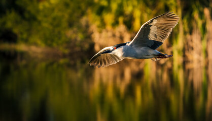 Black Crowned Night Heron