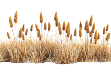 Dry and ripe wheat isolated on transparent background