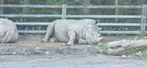 white rhinoceros in latin ceratotherium simum in the zoo
