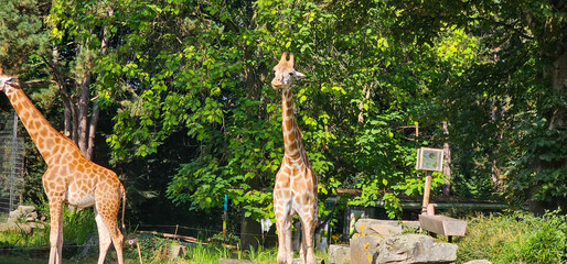 giraffes zoo animals long hair nature in the zoo