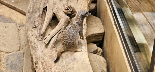 Portrait of Meerkat Suricata suricatta, African native animal, small carnivore belonging to the mongoose family in the zoo