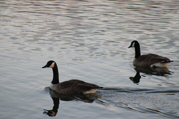 canadian goose family in water park