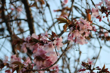 pink blossoms on spring tree
