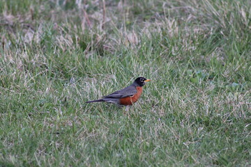 red and black bird in the grass