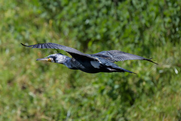 Cormorán grande en Hoyo de Manzanares en Madrid
