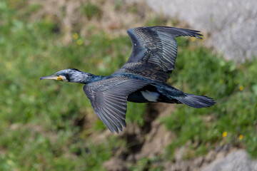 Cormorán grande en Hoyo de Manzanares en Madrid
