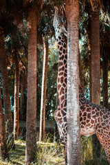 giraffe in the park