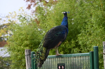 Paon bleu dans un parc