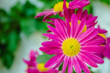 Obraz premium Crisantemo Rosa