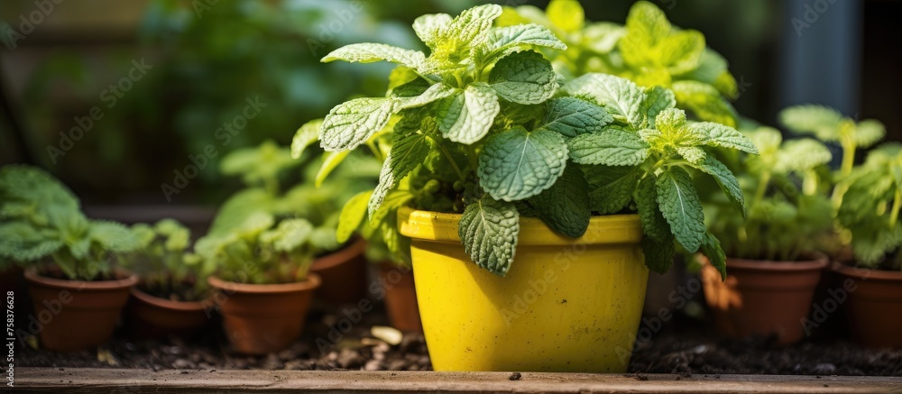 Poster a yellow houseplant in a flowerpot sits on a wooden shelf surrounded by other terrestrial plants, cr