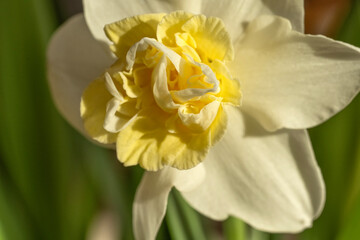 Daffodil blooming at Marian's; Lincoln, Nebraska - 758378225