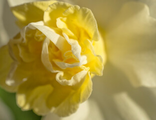 Daffodil blooming at Marian's; Lincoln, Nebraska - 758378816