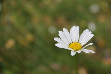 a daisy in the field