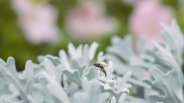 A fly is sitting on a silver ragwort plant in the garden. Close up, slow motion. 
