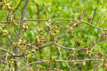 Damaged fresh leaves of English oak after morning frost in May in Estonian forest