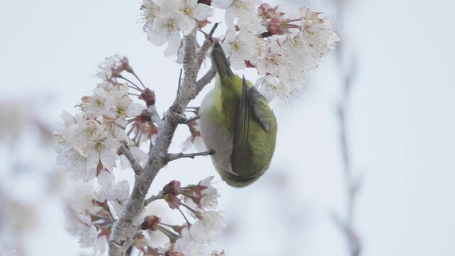 Tokyo, Japan - March 14,  2024: Warbling white-eye or Mejiro on pink wild cherry branches
