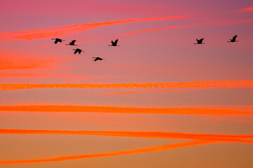 Cranes flying at sunset with vibrant sky