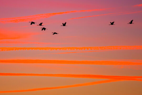 Cranes flying at sunset with vibrant sky