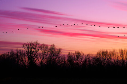 Flight of birds at sunset with a pink sky