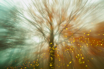 Ethereal autumn beech forest with light rays, Montseny, Catalonia