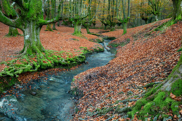 A tranquil stream snakes through the ancient, moss-clad beech trees of Ozarreta, creating a serene and mystical scene