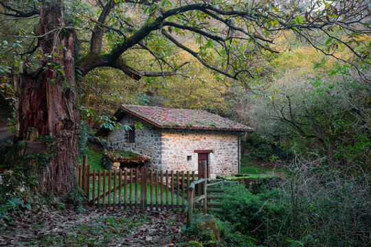 A charming stone cottage nestles quietly among the vibrant foliage of Ozarreta ancient forest in the Basque Country