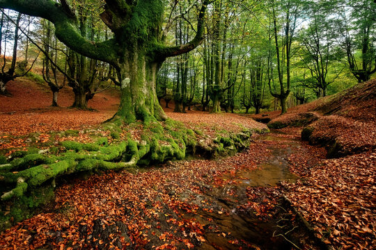A serene stream flows through the Ozarreta Beech Forest, framed by the vibrant tapestry of autumn leaves and mossy roots