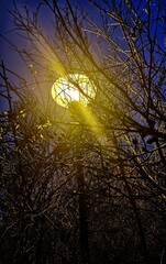 sunset in the park