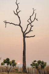 dead tree or dry tree sunset background.
