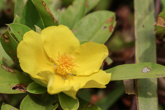 Bright yellow Hibbertia dentata flower inside green bush