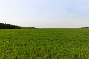 Fototapeta premium young shoots of winter wheat in spring